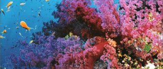 большой-коралловый-риф