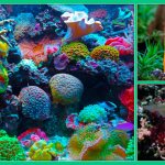 Interesting facts about corals