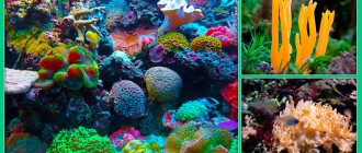Интересные факты о кораллах