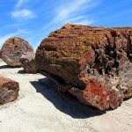 The magical and healing properties of petrified wood