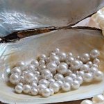 Natural pearls in a shell