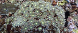 Eight-rayed - common polyps, similar to voluminous bushes